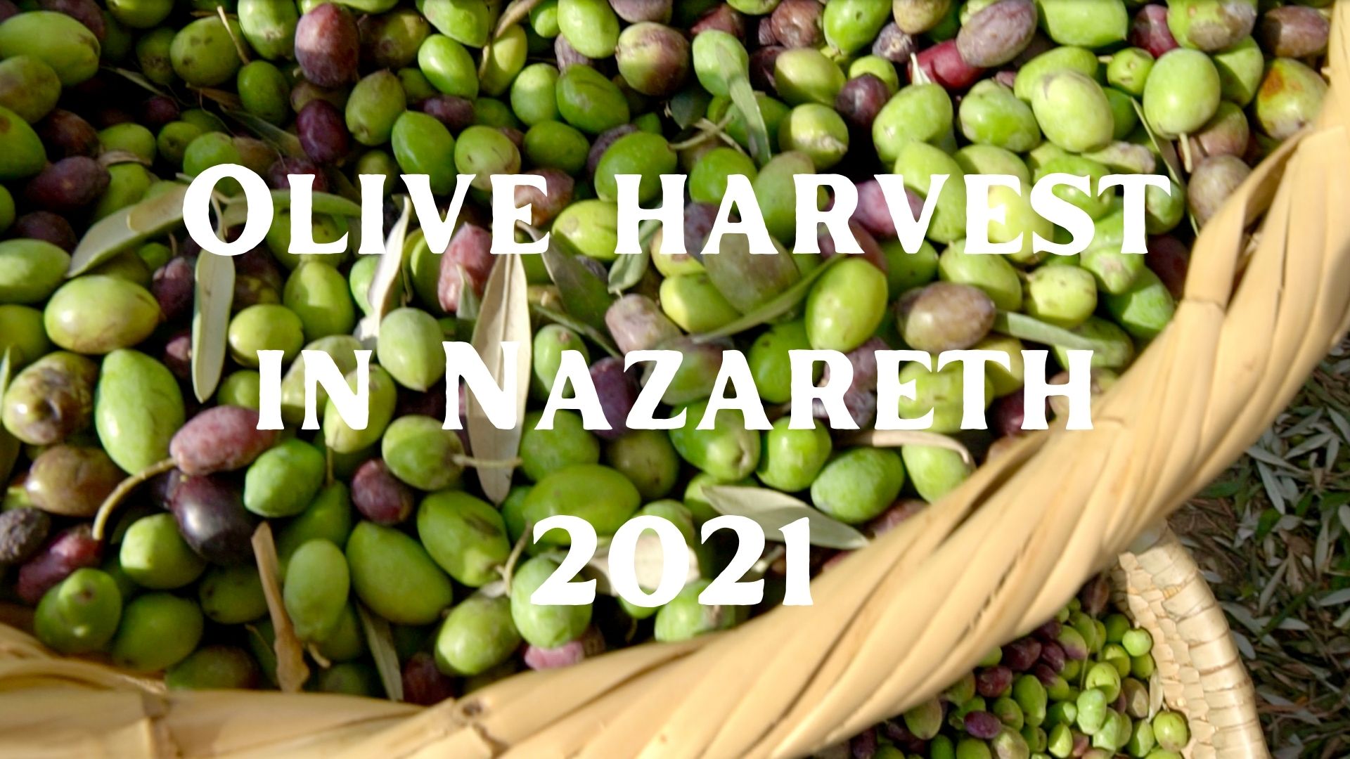 Enjoying the Olive Harvest Season in Nazareth